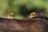   Yellow-Billed Oxpeckers