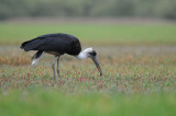 Woolly Necked Stork