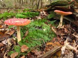 Vliegenzwam  - Amanita muscaria - Fly agaric