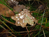 dew  on leaf.jpg