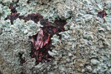 Korstmos  Lichen.jpg