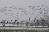  Rotgans - Barnacle Geese