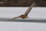 Great Bittern - Roerdomp - Botaurus stellaris