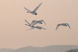  Wilde Zwaan - Whooper Swan - Cygnus cygnus