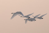  Wilde Zwaan - Whooper Swan - Cygnus cygnus