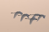  Wilde Zwaan - Whooper Swan - Cygnus cygnus