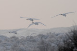  Wilde Zwaan - Whooper Swan - Cygnus cygnus