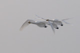 Wilde Zwaan - Whooper Swan - Cygnus cygnus