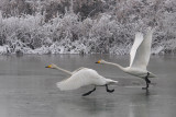   Wilde Zwaan - Whooper Swan - Cygnus cygnus