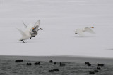   Wilde Zwaan - Whooper Swan - Cygnus cygnus