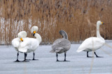  Wilde Zwaan - Whooper Swan - Cygnus cygnus