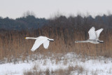 DSC_1783 Wilde Zwaan - Whooper Swan - Cygnus cygnus