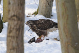  Buizerd - Buzzard