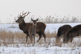 Red Deer - Edelhert