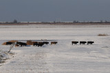  Heckcattle in snow