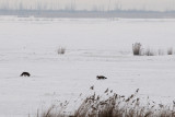 DSC_1959  Vos - Red Fox