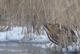  Roerdomp - Great Bittern