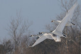 Knobbelzwaan - Mute Swan - Cygnus