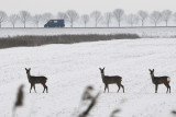 Roe Deer - Reen