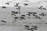 Tufted Duck - Kuifeend