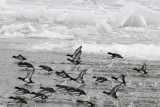 Tufted Duck - Kuifeend