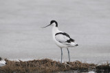 Avocet - Kluut-Recurvirostra avosetta