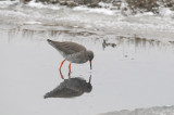 Redshank - Turelaar - Tringa totanus
