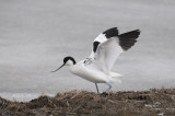 Avocet - Kluut - Recurvirostra avosetta