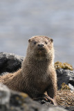 Otter photo:Brydon Thomason