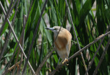 Squacco Heron - Ardeolo rallodus