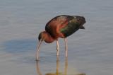 Glossy Ibis - Plegadis falcinellus