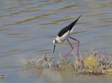 Back-Winged Stilt - Himantopus himantopus - Steltkluut