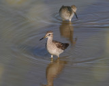 Wood-Sandpiper - Tringa glareola