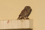 Little owl - Athene noctua - Steenuil