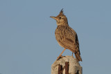 Crested Lark - Galerida cristata - Kuifleeuwerik