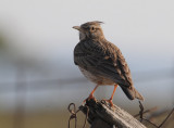 Crested Lark - Galerida cristata - Kuifleeuwerik