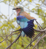 Lilacbreasted Roller - Coracias caudata