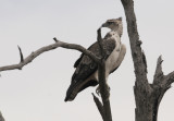 Martial Eagle - Polemaetus bellicosus