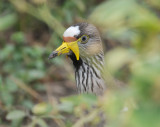 Wattled Plover - Vanellus senegallus