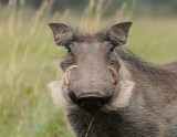 Common Warthog - Phacochoerus africanus
