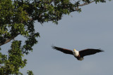 African Fish Eagle - Haliaeetus vocifer