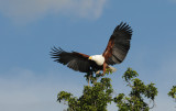 African Fish Eagle - Haliaeetus vocifer