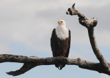 African Fish Eagle - Haliaeetus vocifer