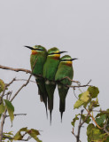Bluecheeked Bee-Eater - Merops persicus