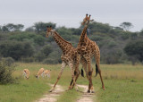 Giraffe - Giraffa camelopardalis