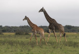 Giraffe - Giraffa camelopardalis