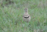 Doublebanded Courser - Smutsornis africanus