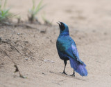 Meves Longtailed Starling - Lamprotornis mevesii