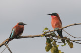 Carmine Bee-Eater - Merops nubicoides