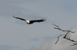 African Fish Eagle - Haliaeetus vocifer